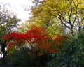 A background of colourful treetops in autumn. Royalty Free Stock Photo