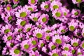 Background of colourful vivid summer flowers Royalty Free Stock Photo