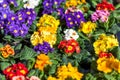 Background of colourful vivid summer flowers Royalty Free Stock Photo