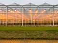 Background of a commercial glasshouse