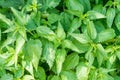 Background of Common nettle, stinging nettle or nettle leaf. Closeup, macro. Urtica dioica Royalty Free Stock Photo