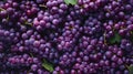 Background Completely Filled with Fresh Grapes Showcasing Their Vibrant Color. This is AI generative image.