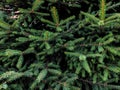 Background with branches of green prickly Christmas trees, horizontal orientation Royalty Free Stock Photo