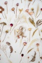 Background is a composition of dried plant samples. Dried flowers on the white wall of interior. Concept - herbarium background Royalty Free Stock Photo