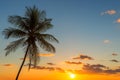 Palm Tree Sunset in Costa Rica Royalty Free Stock Photo