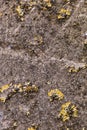 Background concrete aged with traces of fungus, moss and plaster, grainy surface Royalty Free Stock Photo