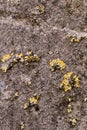 Background concrete aged with traces of fungus, moss and plaster, grainy surface Royalty Free Stock Photo