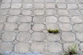 Background of concrete square tiles grass sprouted between plates