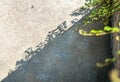 Background of concrete wall worn by weather and time. Ivy plant casts its shadow Royalty Free Stock Photo