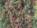 Background of an ornamental thuja