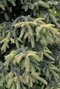 The background of coniferous spruce branches is black, a variety of Aurea Picea mariana Mill. Britton, Sterns & Poggenb