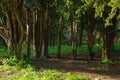 Background of coniferous trees in dense forest