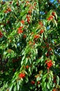 The background consists of a crown of a cherry tree with an abundance of fruits.