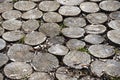 the background consists of a part of the road that consists of cut wooden stumps