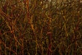 Background: a continuous interweaving of bare branches of a winter bush