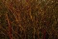 Background: a continuous interweaving of bare branches of a winter bush