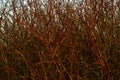 Background: a continuous interweaving of bare branches of a winter bush