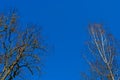 Treetops against the blue sky.