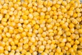 Background of cooked yellow corn grains