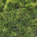 background cool fresh uncut green grass