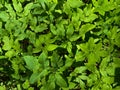 Background of the Corchorus shrub close-up. Sprouts of a young Jute bush Royalty Free Stock Photo