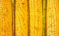 Background with corn cobs with spiced and leaves