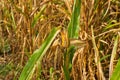 Background of corn leaf disease
