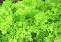 Background of corrugated leaves of the lettuce Royalty Free Stock Photo