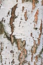 Background of the cortex tree birch wood