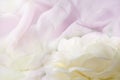Background cotton fabric natural and has a soft ripple ,blend with soft white flower petals . Royalty Free Stock Photo
