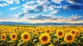 background countryside sunflower fields