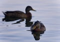 Background with a couple of mallards swimming