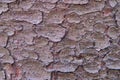 Background of cracked pine bark. Texture of old tree bark, close-up Royalty Free Stock Photo