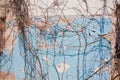 Background of cracked plaster covered old brick wall with dry ivy twigs and blue paint remnants, hard shadows in the sun Royalty Free Stock Photo