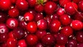 Background of cranberry.Forest berry cranberry. Royalty Free Stock Photo