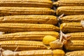 Background created from artificial corn cobs. Concept of autumn harvest Royalty Free Stock Photo