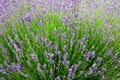 Lavender plant in bloom Royalty Free Stock Photo