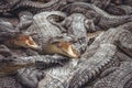 Background of crocodiles with open mouths