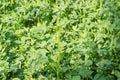 Background of a crops of young alfalfa closeup Royalty Free Stock Photo