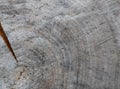 Background from cross section of tree trunk. Abstract texture from the rings of old weathered wood with a crack Royalty Free Stock Photo