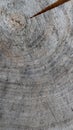 Background from cross section of tree trunk. Abstract texture from the rings of old weathered wood with a crack. 16x9 Royalty Free Stock Photo