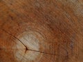 Background of cross sectiontree trunk, clearly visible annual rings. Tree felling. Royalty Free Stock Photo