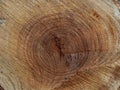 Background of cross sectiontree trunk, clearly visible annual rings. Tree felling. Royalty Free Stock Photo