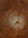 Background of cross sectiontree trunk, clearly visible annual rings. Tree felling. Royalty Free Stock Photo