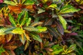 Background with croton leaves of different colors.
