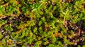 Background of crowberry thickets in coniferous leaves berries.