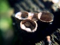 Background with cup-shaped brown muchrooms. Macro fungus photography