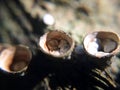 Background with cup-shaped brown muchrooms. Macro fungus photography