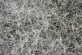 Background from cushion bush leucophyta brownii Royalty Free Stock Photo