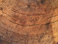 Background from a cut of an old oak tree. Brown wood texture Royalty Free Stock Photo